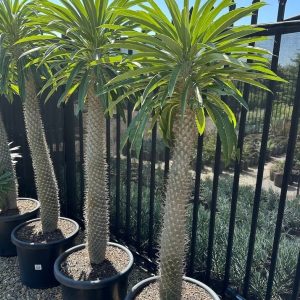 Madagascar Palm