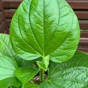 Betel Leaf
