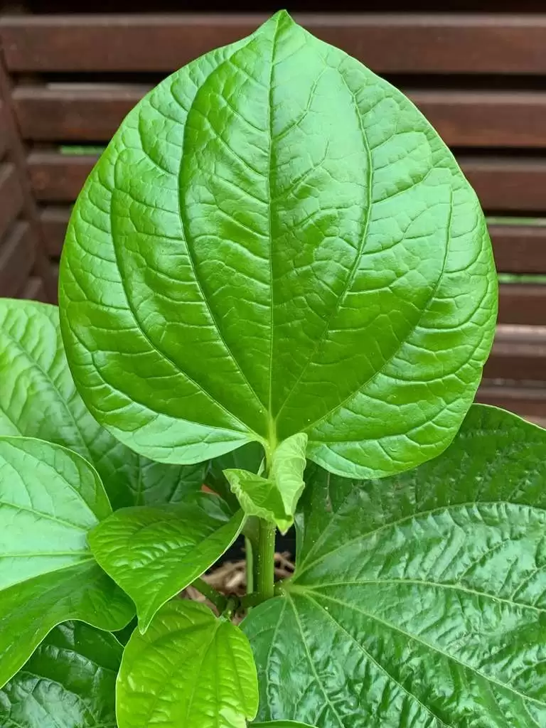 Betel Leaf