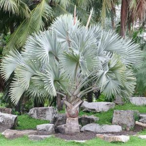 Bismarck Palm
