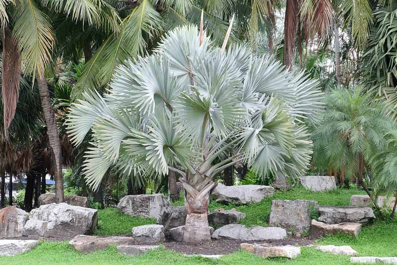Bismarck Palm