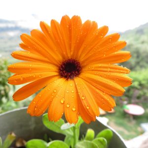 Calendula – Paneeri