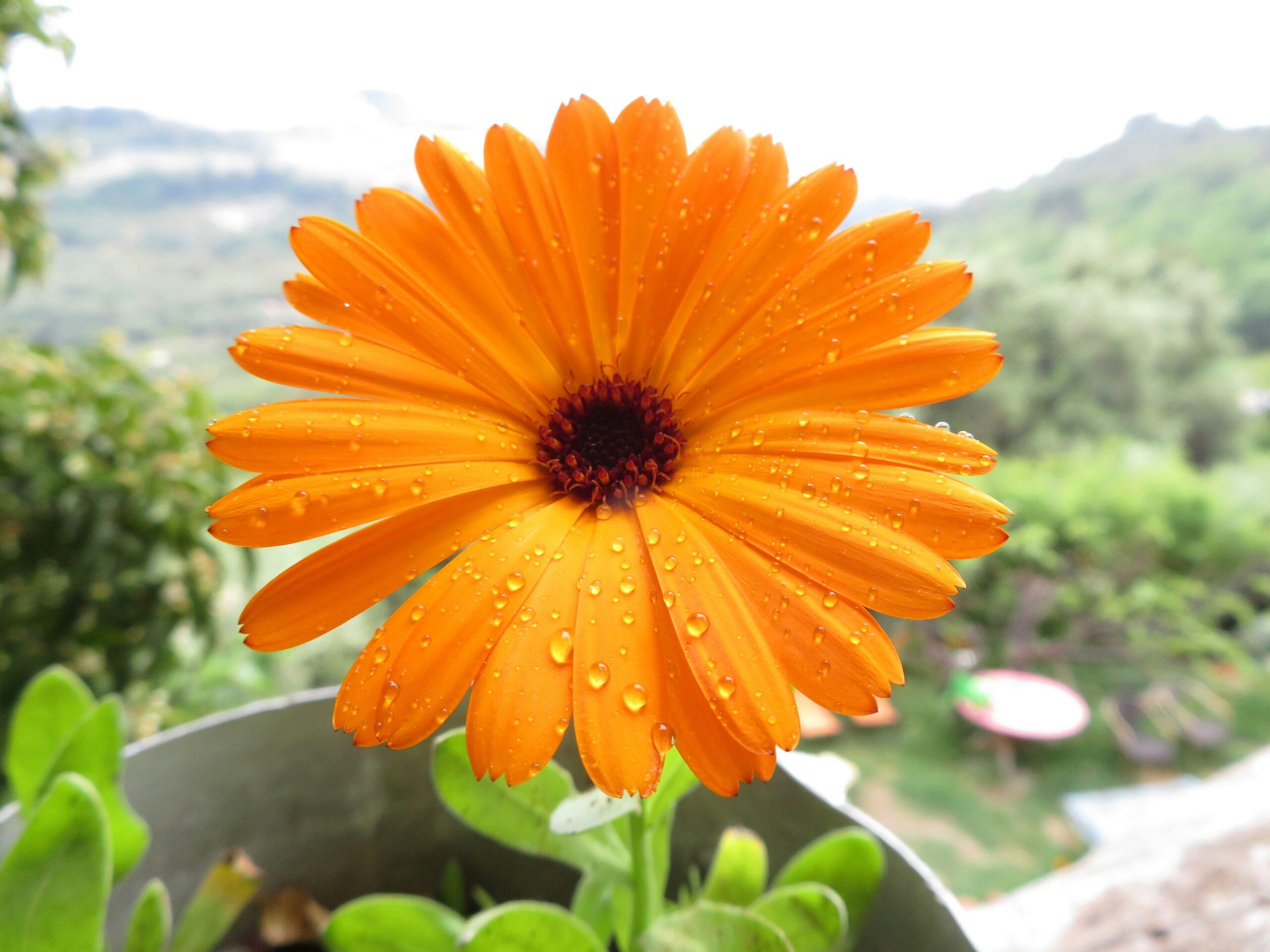 Calendula – Paneeri