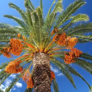 Date Palm