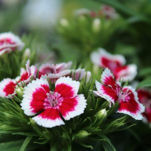 DIANTHUS – PANEERI