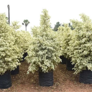 ficus-startlight