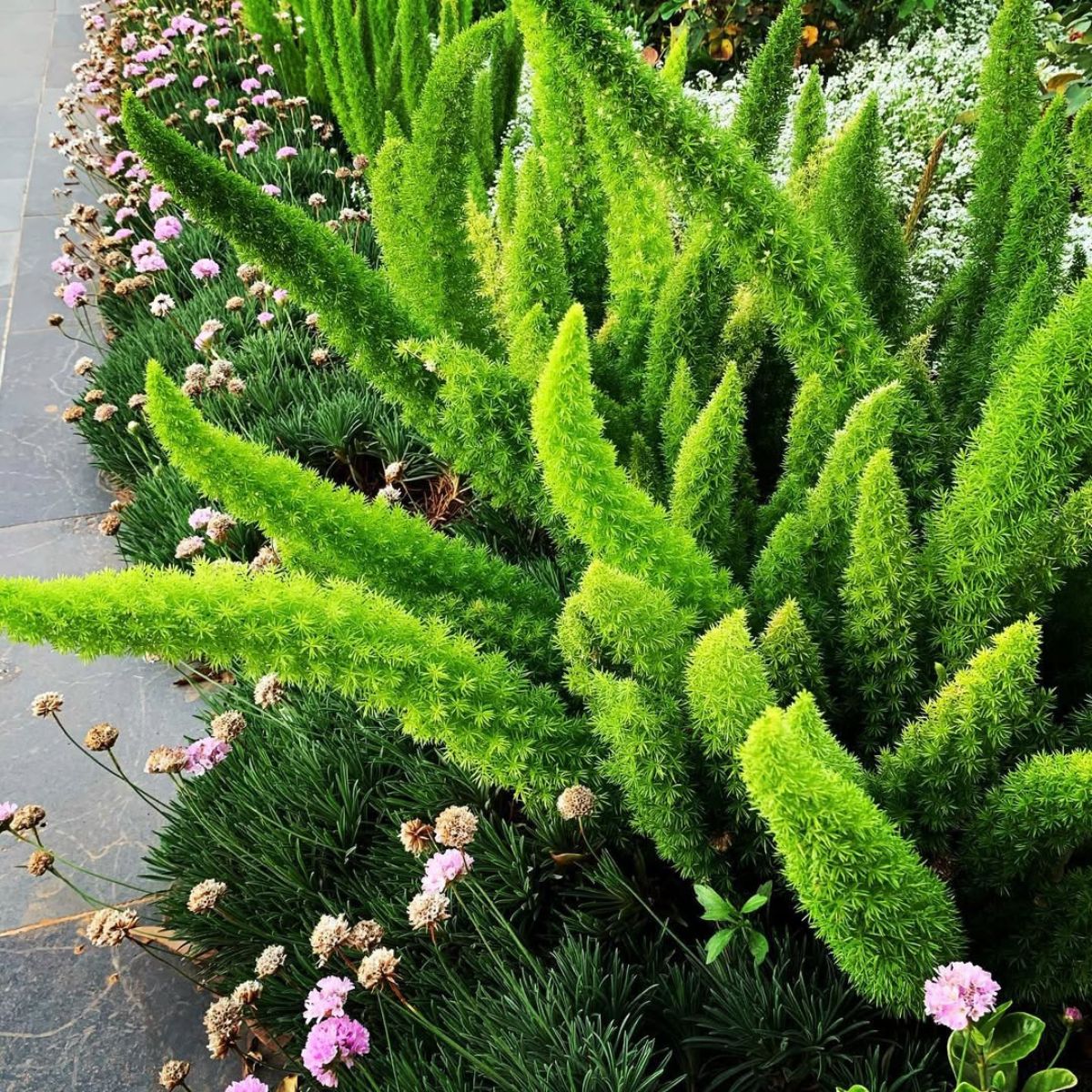 Foxtail Fern