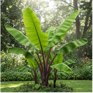 Banana Palm