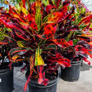 croton-plant