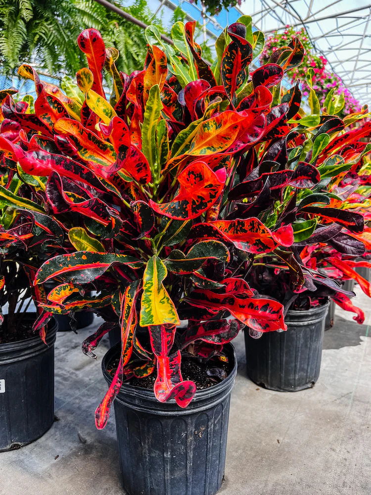 Croton Plant
