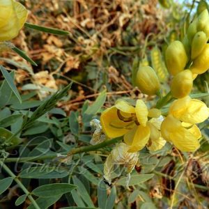 indian-senna