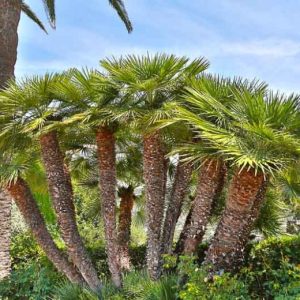 Chamaerops Humilis Palm – European
