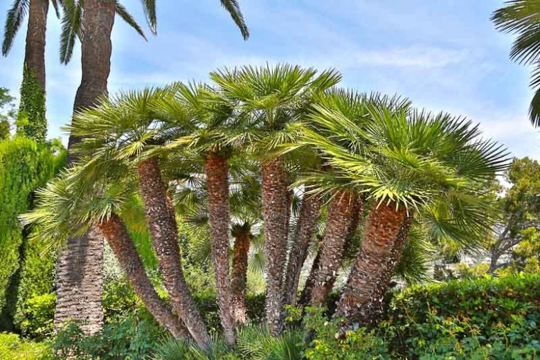 Chamaerops Humilis Palm – European