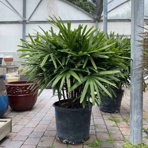lady-palm