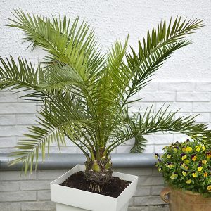 Majesty Palm
