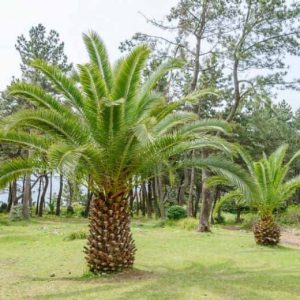 Phoenix Canadiensis Palm