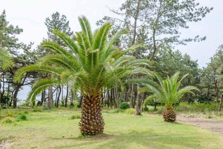 Phoenix Canadiensis Palm