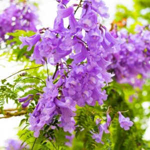 jacaranda-tree