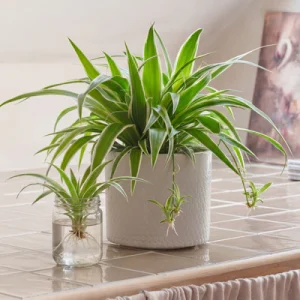 Spider Plant