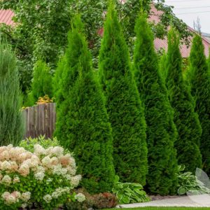 thuja-tree