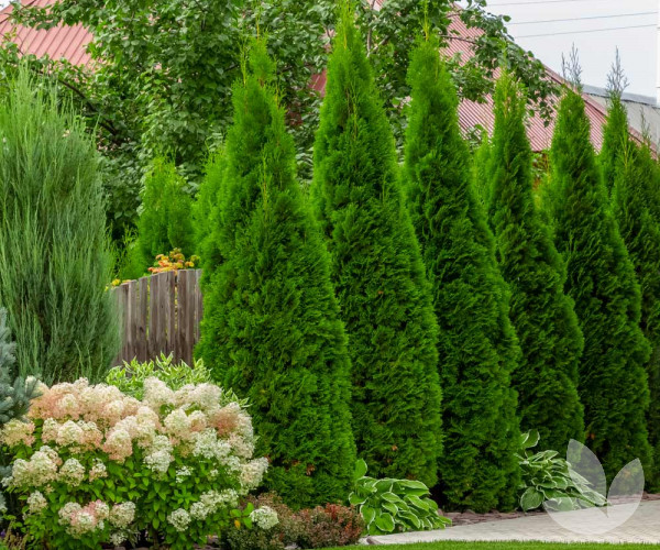 Thuja Tree