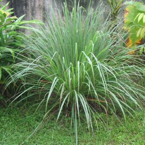lemon-grass