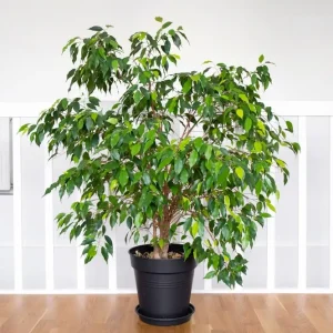 ficus-2