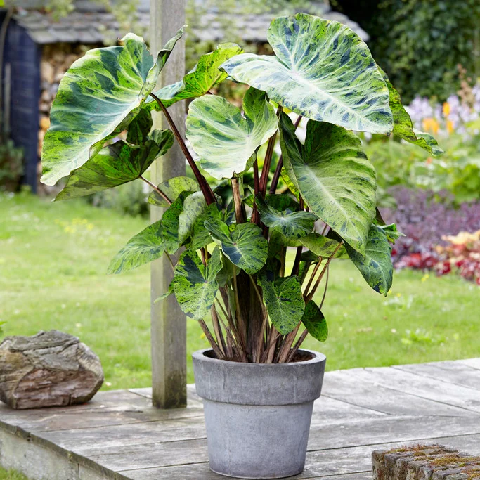 Elephant Ear