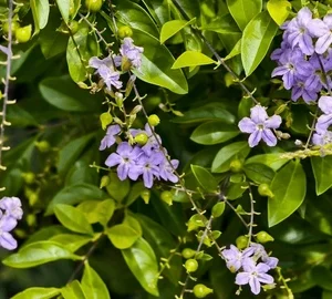 duranta