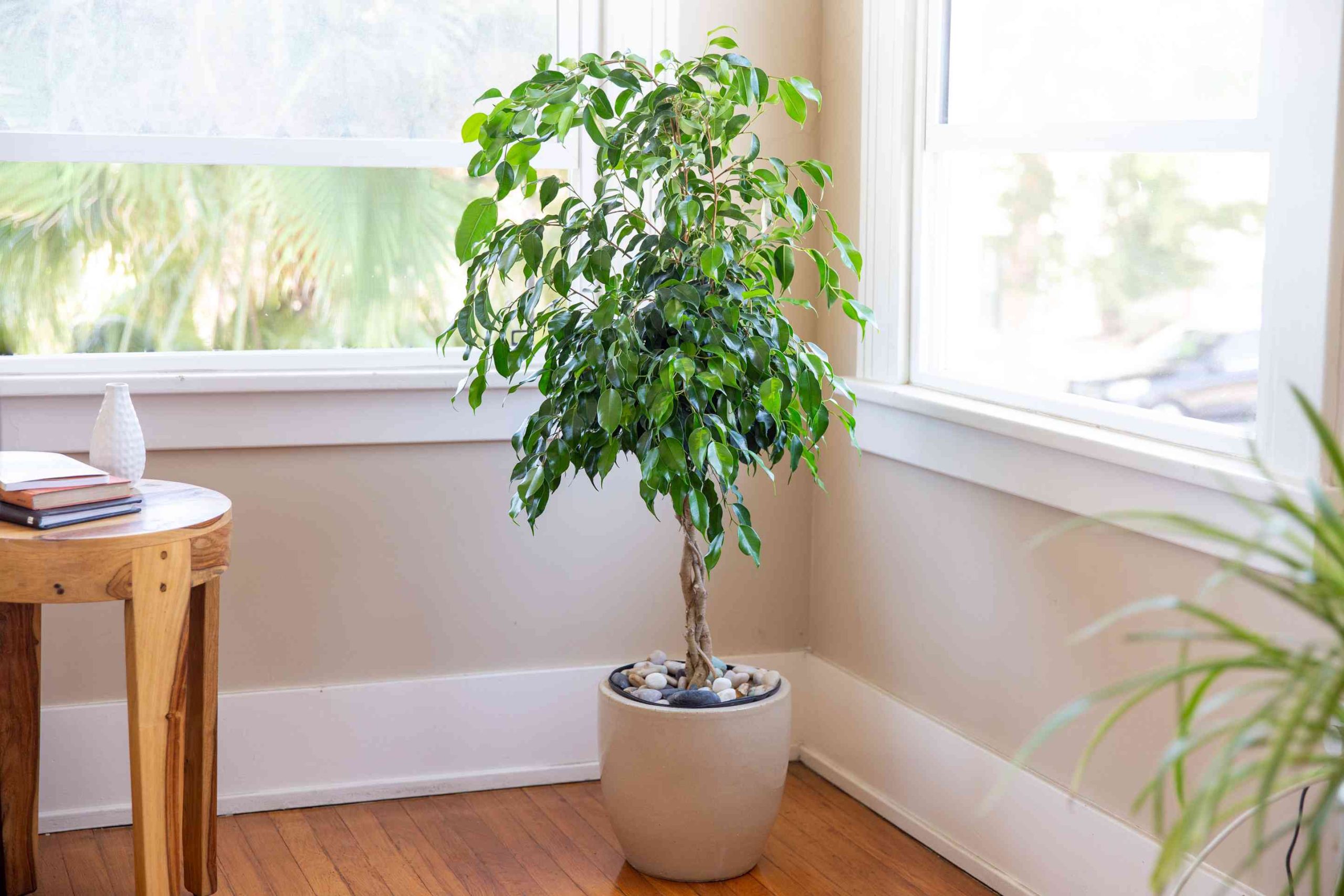 Fiddle Leaf Fig