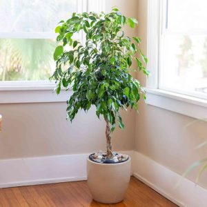 ficus-benjamina