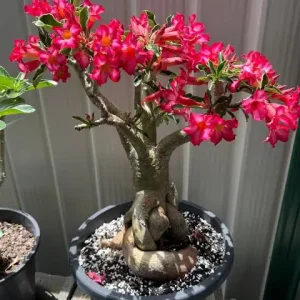 Adenium