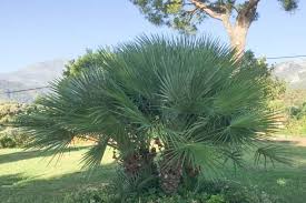 CHAMAEROPS HUMILIS PALM – EUROPEAN