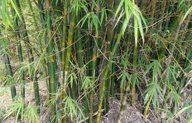 COMMON BAMBOO