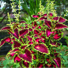 Coleus