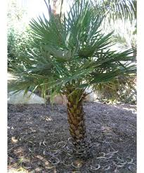 Coperinicia Palm (Wax Palm)