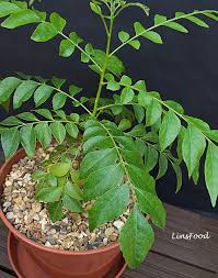 Curry Leafs