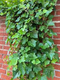 English Ivy Creeper