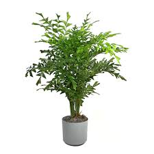 Fish Tail Palm