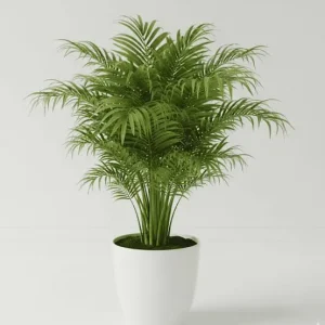 Areca Palm