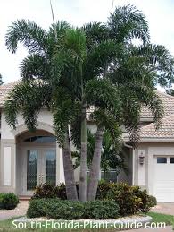 Foxtail Palm