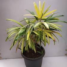 Lady Palm Variegated