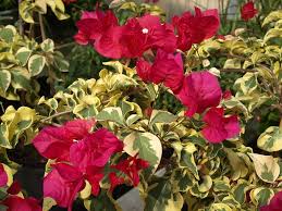 Bougainvillea Varigated