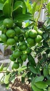 terminalia-arjun