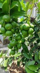Terminalia Arjun