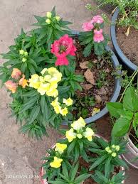 Antirrhinum – Paneeri