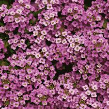 Alyssum – Paneeri