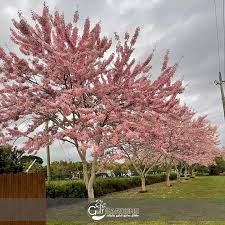 Cassia Nodosa