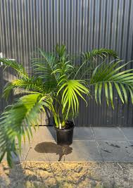 Casade Palm