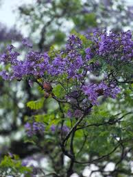 Jacaranda Tree